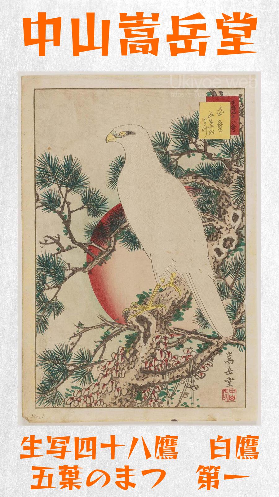 セール商品が満載 白鷹 生写四十八鷹 - 中山嵩岳堂 五葉のまつ web Ukiyoe : 第一 絵画